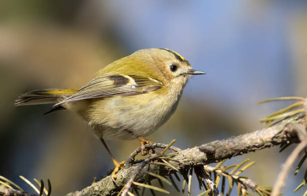 istock Goldcrest, Regulus regulus. Bird close up 1427868886