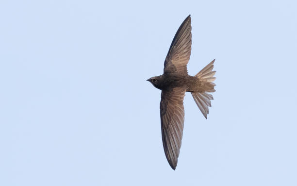 istock Common swift, Apus apus. A bird in flight against the sky 1427870070