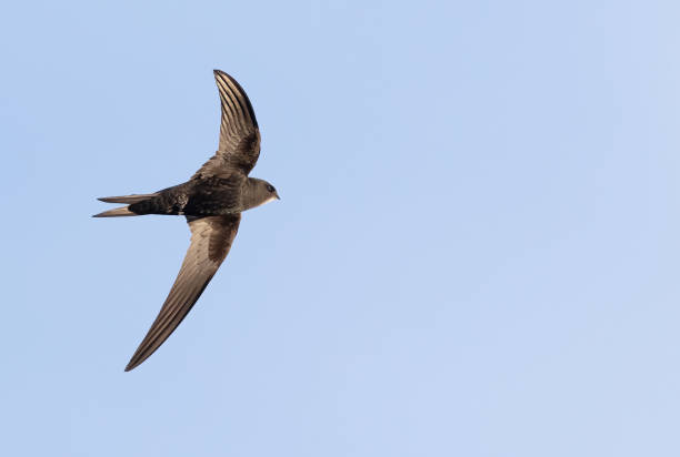 istock Common swift, Apus apus. A bird in flight against the sky 1427870071