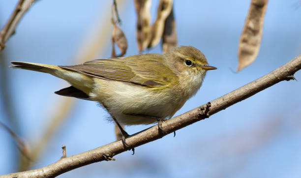 一般的なシフチャフ、フィロスコプス・コリビタ。鳥が枝に座っている - garden warbler ストックフォトと画像