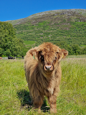 Very young highland cow on a summer's day beside mountain.