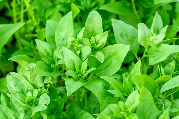 istock Young leaves leaf spinach green in rows, agriculture. Selective focus 1427871596