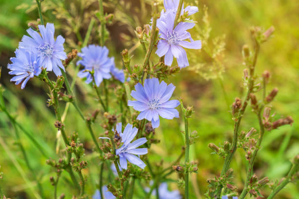istock Chicory blue flower blooming in nature, floral background with copy space 1427872036