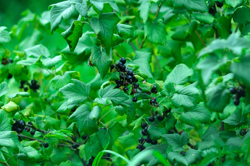 Black currant berries, in the garden in summer. Selective focus on garden berries. Selective focus
