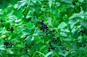 Black currant berry grows on a bush. Currant cultivation. Concept of growing your own organic food. Selective focus.
