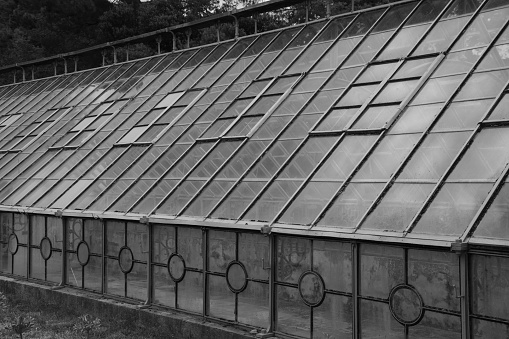 old and nostalgic greenhouse in black and white optics