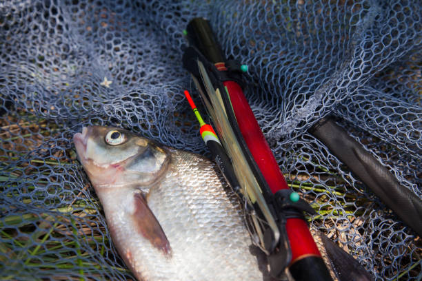 istock Big freshwater common bream (Abramis brama) with float rod on black fishing net. 1427876534