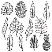 istock Set of illustrations of tropical leaves. Design element for poster, emblem, banner, sign, t shirt. Vector illustration 1427881939