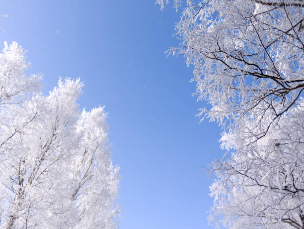 Frozen trees in northern Sweden. It's like in a hoarfrost magic world from Narnia movie.
