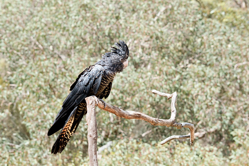 the female red tailed black cockatoo is black and yellow with some red on its tail