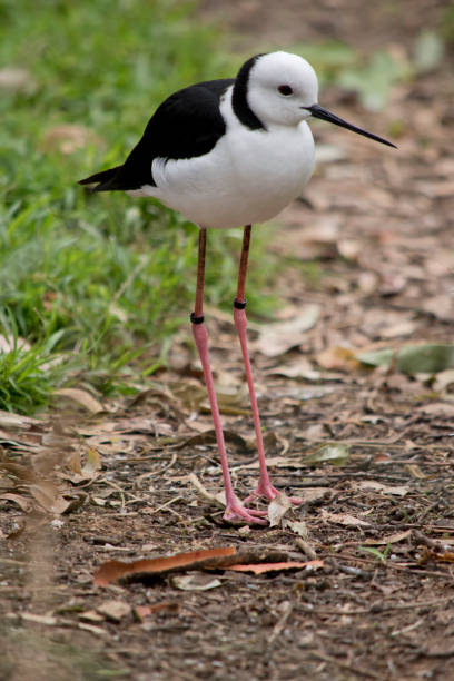 istock the black winged stilt is a tall bird with slender legs 1427892973