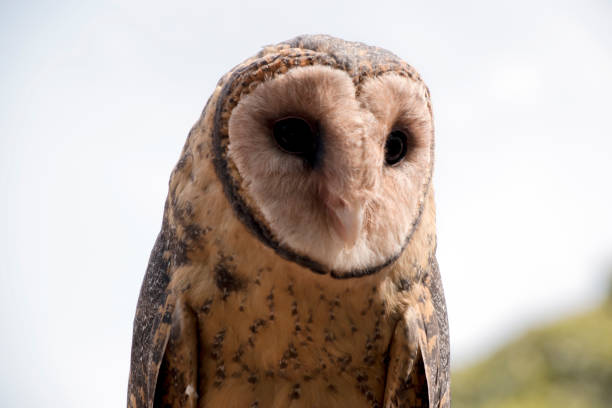 The Lesser Sooty Owl is a dark, medium-sized barn owl with no ear-tufts and a very short tail. el búho menor tiene una cara en forma de corazón con ojos negros. las partes superiores desde la corona hasta la parte inferior de la espalda y las coberteras de las alas son de color gris hollín, densamente manchadas y punteadas de color blanco platead