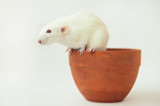 istock White rat dumbo with red eyes sitting on ceramic pot on white background. Laboratory rodent. 1427894817