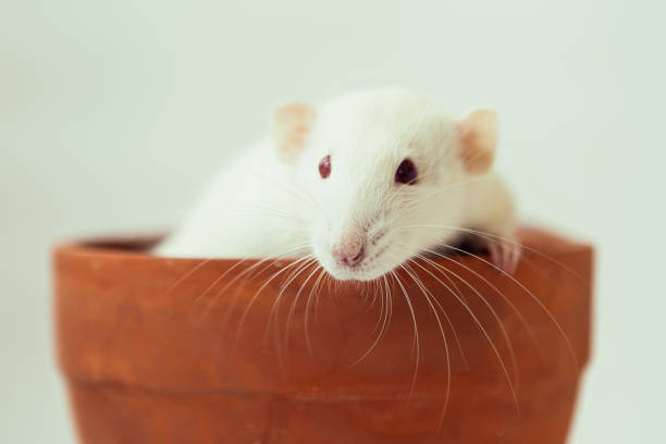 istock White rat with red eyes sitting in ceramic pot on white background. Laboratory rodent. 1427894827