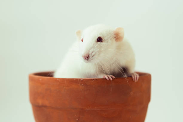 istock White rat dumbo with red eyes sitting in ceramic pot on white background. Laboratory rodent. 1427894841