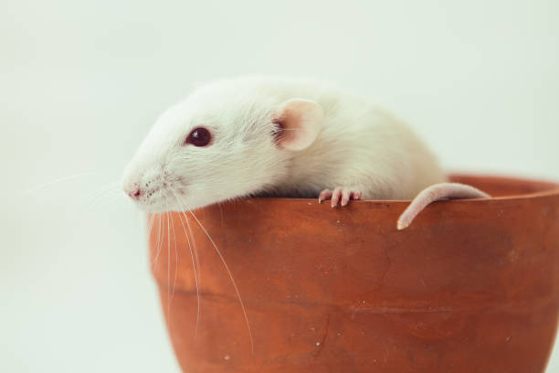 istock White rat dumbo with red eyes sitting in ceramic pot on white background. Laboratory rodent. 1427894871