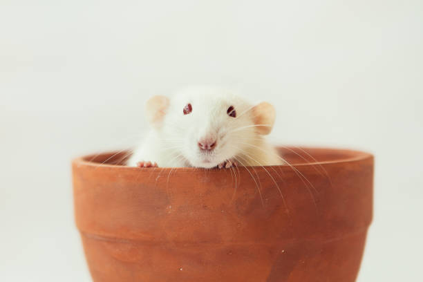 istock White rat dumbo with red eyes sitting in ceramic pot on white background and looking to carema. Laboratory rodent. 1427894883