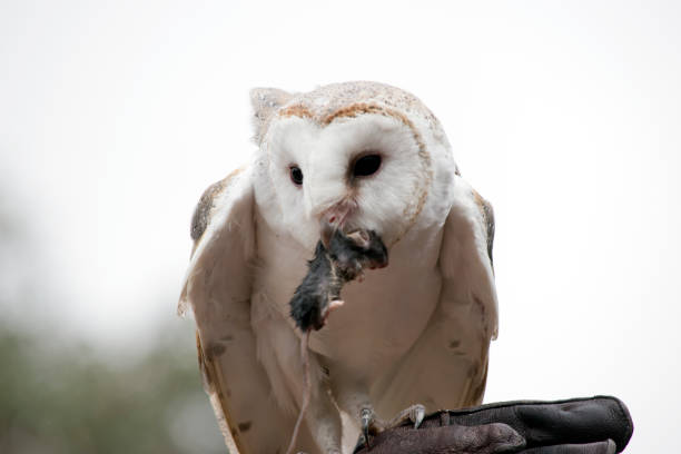 istock the barn owl has a white body with a heart shaped face 1427894928