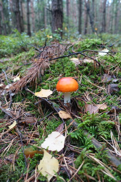 istock Red mushroom in the Forest 1427895171