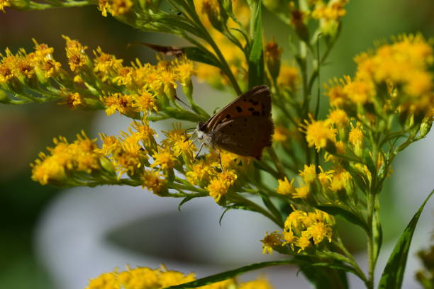 istock Butterfly on yellow blooming flower as a closeup 1427896171