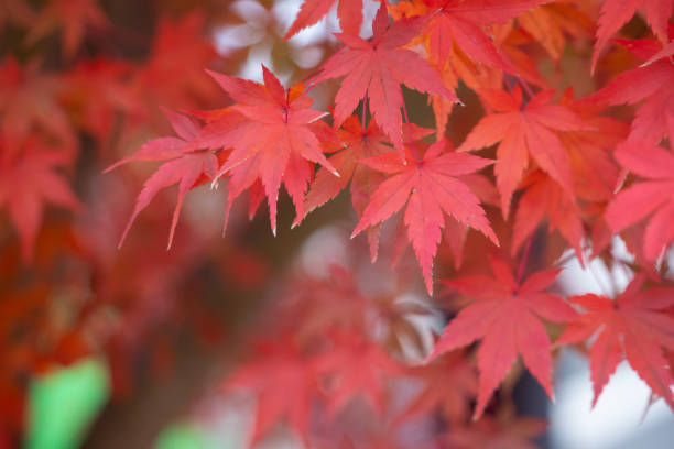 rotes ahornblatt im herbst mit ahornbaum unter sonnenlichtlandschaft. ahornblätter färben sich im herbst gelb, orange, rot. - tree area japanese fall foliage japanese maple autumn stock-fotos und bilder