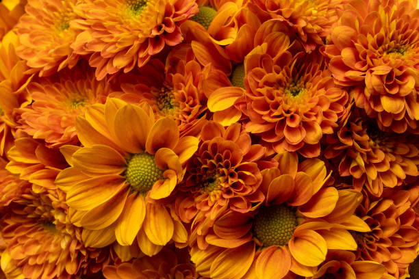 istock Autumn Flowers 1427897050