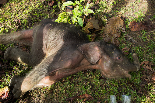 A two-month-old wild baby elephant after being rescued by the community and rangers from a mud pit in Panton Beunot village, Tiro sub-district, Aceh. After being trapped for three days, the community and rangers tried to help rescue it and then brought it to the elephant conservation center for medical treatment. After two weeks of treatment, the baby elephant died.