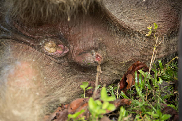 A two-month-old wild baby elephant after being rescued by the community and rangers from a mud pit in Panton Beunot village, Tiro sub-district, Aceh. After being trapped for three days, the community and rangers tried to help rescue it and then brought it to the elephant conservation center for medical treatment. After two weeks of treatment, the baby elephant died.