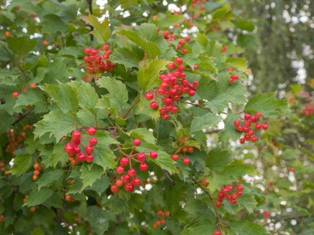 istock red viburnum berries 1427903119