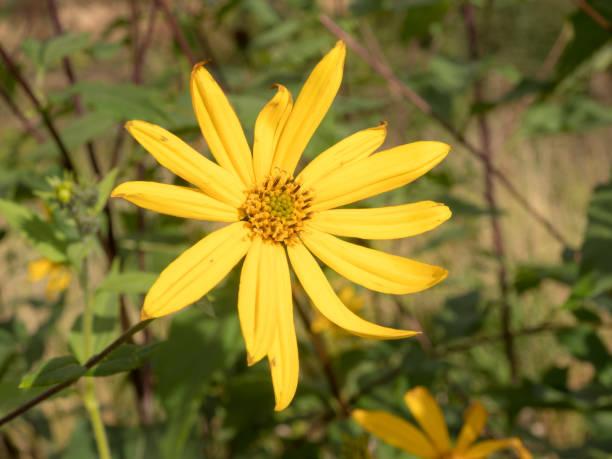 istock yellow artichoke flower 1427903670