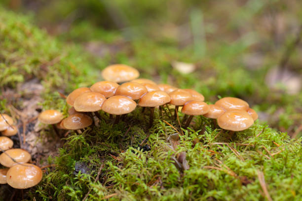 istock Brown mushrooms close up 1427903702