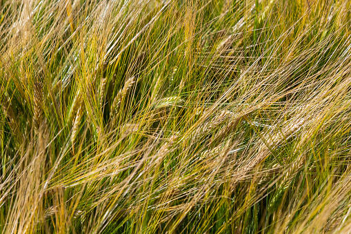 agricultural field where green rye grows, agriculture for obtaining grain crops, rye is young and green and still immature, close - up of the agricultural crop rye.