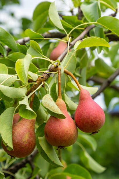 istock Pear tree Pyrus communis. Ripe pears on a tree in a garden. Close up 1427906707