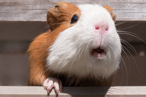 Image of a guinea pig peeking