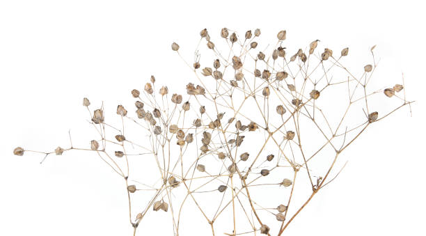 istock Dried meadow plants isolated on white background. 1427907512