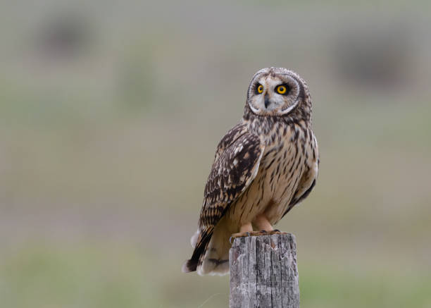 istock Short-eared owl Asio flammeus 1427908628