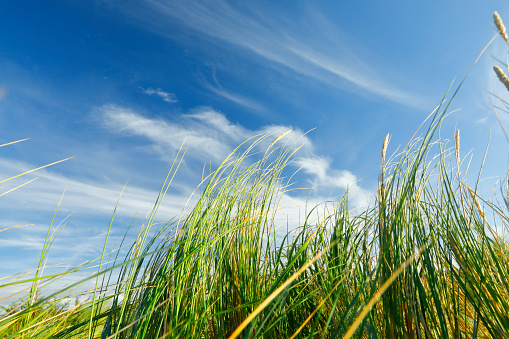 Marram grass on a North sea beach