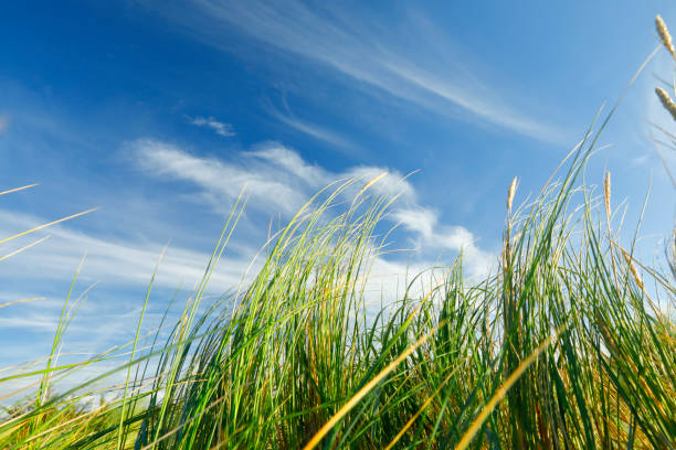 Marram grass on a North sea beach stock photo