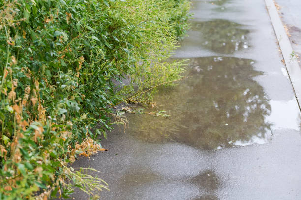 istock Wet high herbaceous plants next the pavement during a rain 1427909816