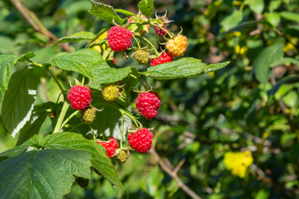 istock Fruits of raspberry and green leaves on a bush branch 1427909922