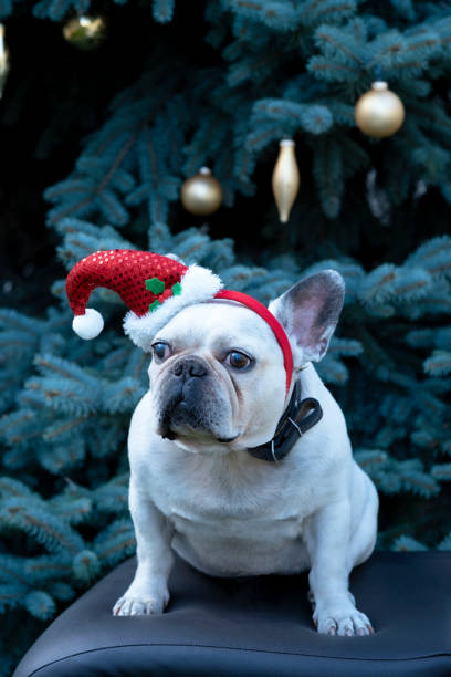istock dog near the Christmas tree 1427911530