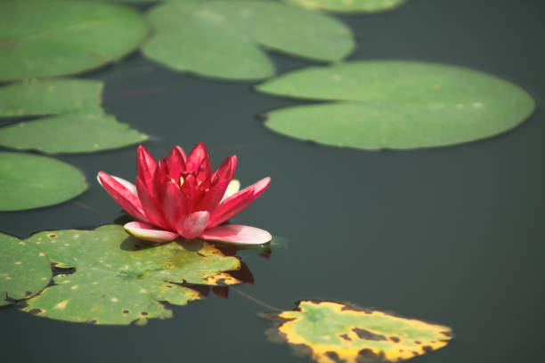 Lotus water lily