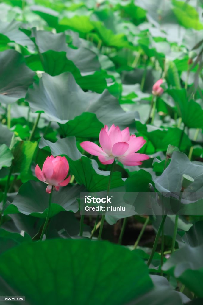 Lotus flower Beauty In Nature Stock Photo