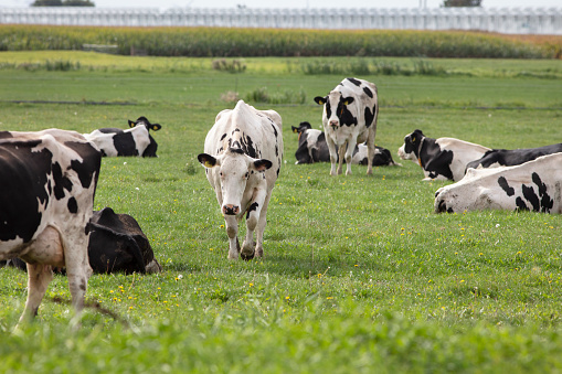 Dairy cows in Midden-Delfland meadows with greenhouses in the background