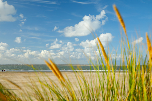 Empty north sea beach with cumulus clouds and marram grass