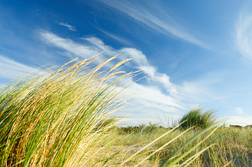 Beautiful sandy beach Yyteri at summer, in Pori, Finland