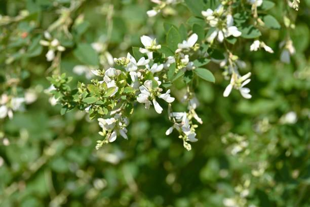 White bush clover ( Lespedeza japonica ) flowers. stock photo