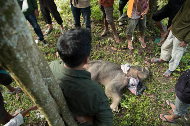 Veterinarians check the condition of a two-month-old wild baby elephant after it was rescued by villagers and rangers from a mud pit in Panton Beunot village, Tiro sub-district, Aceh. After being trapped for three days, the community and rangers tried to help rescue it and then brought it to the elephant conservation center for medical treatment. After two weeks of treatment, the baby elephant died.