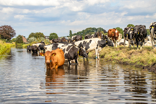 Milk cows going to swim, taking a bath in a creek, reflection in the water of a ditch, a group cooling down and drinking