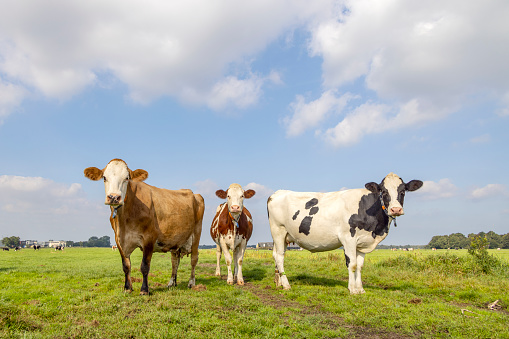 Dairy cows in a field, posing full length, sunny and a blue sky, black red and white, standing upright side by side in a country landscape, looking cheerful front view